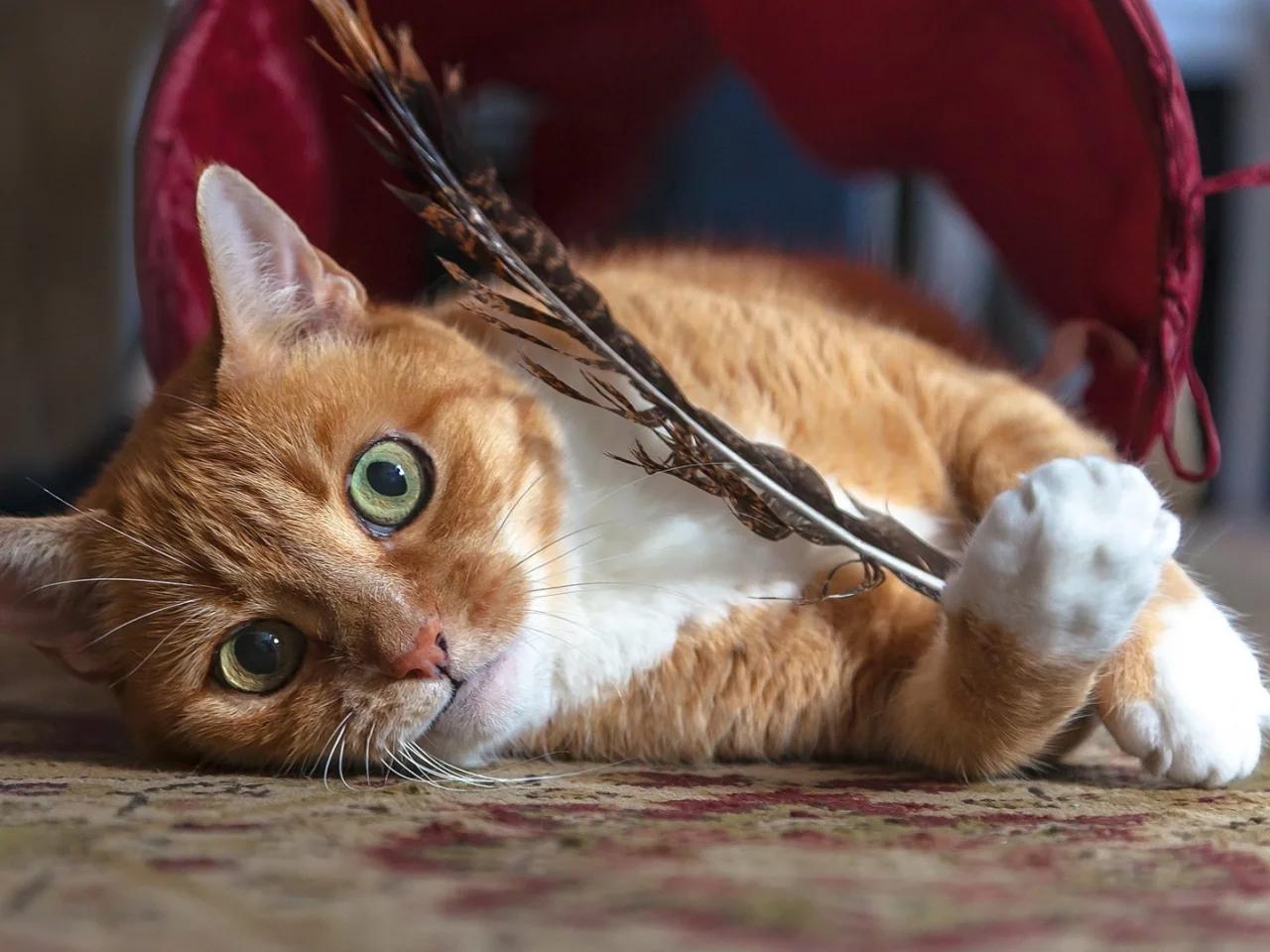 кот, взгляд, лежит, перо в лапах