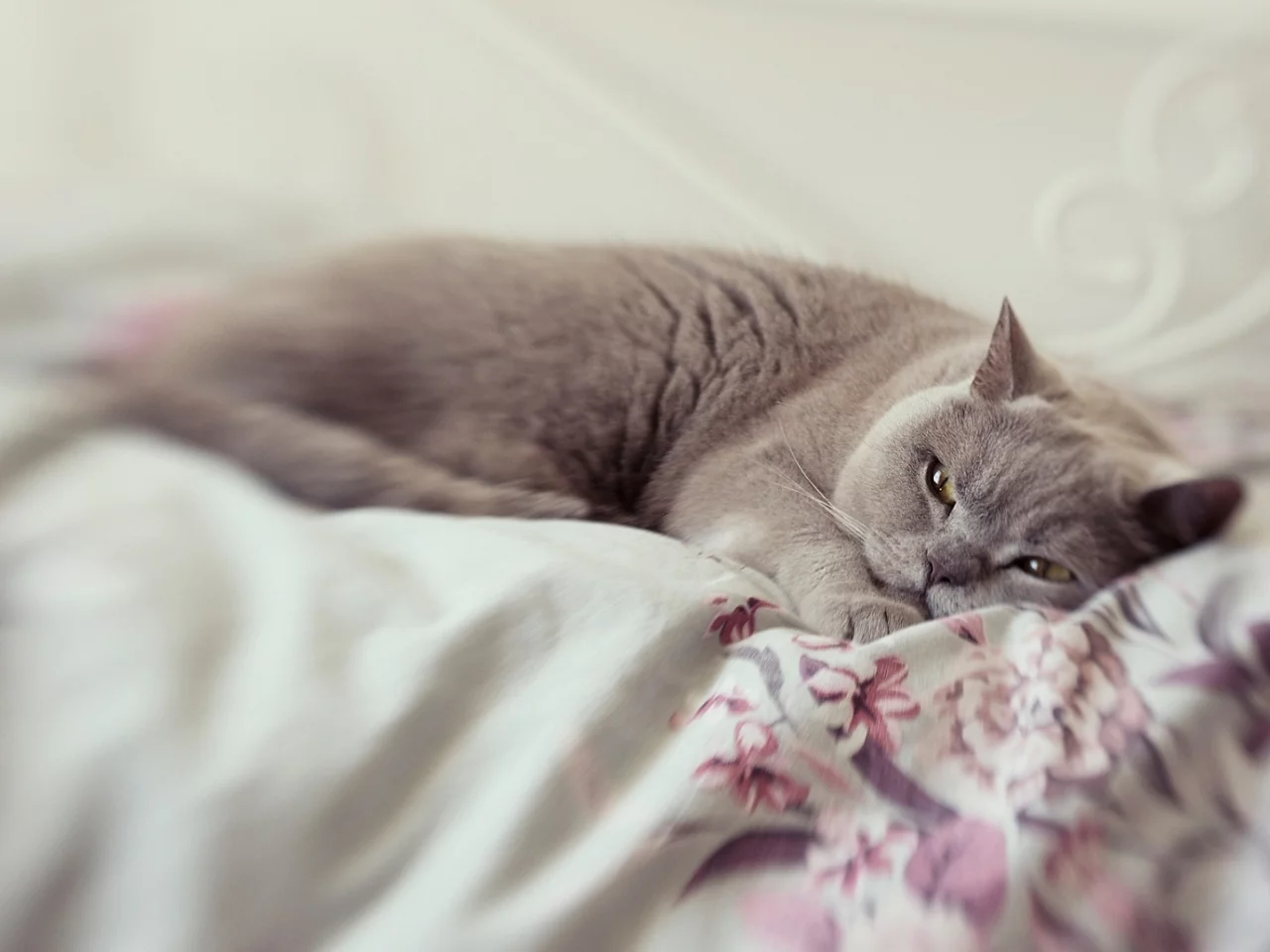 кот, животное, лежит, спит