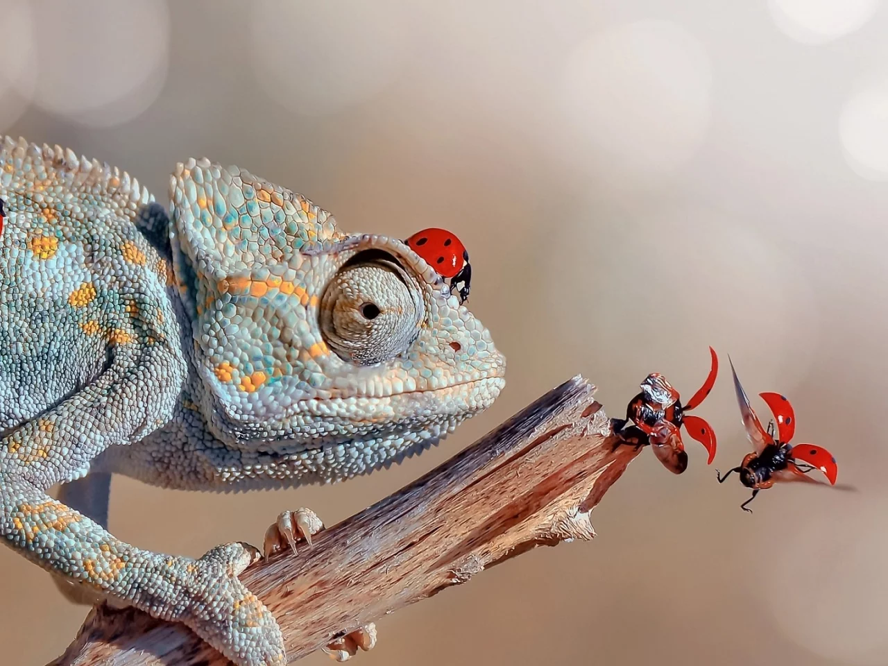 хамелеон, божьи коровки