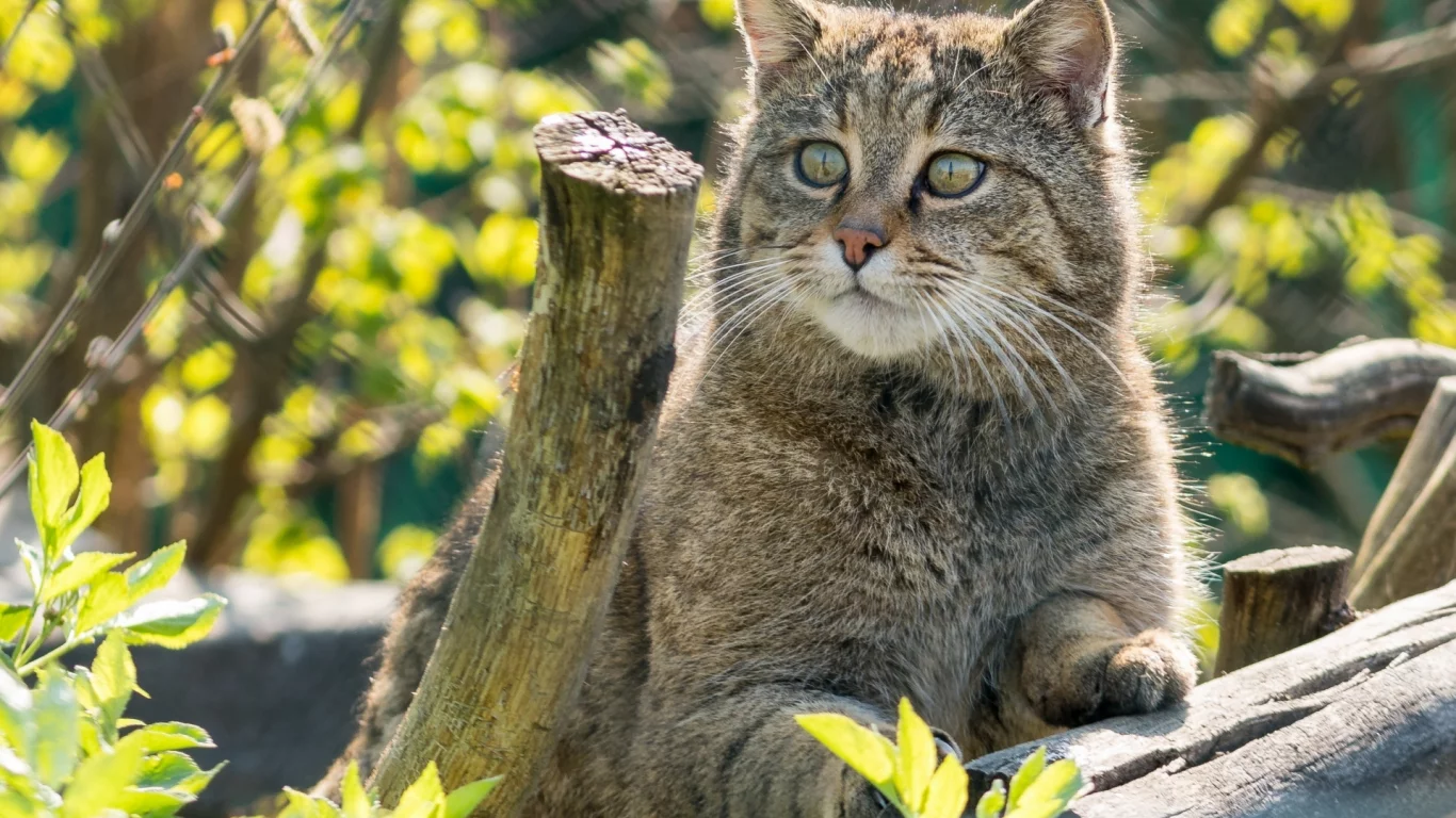 кот, взгляд, животное