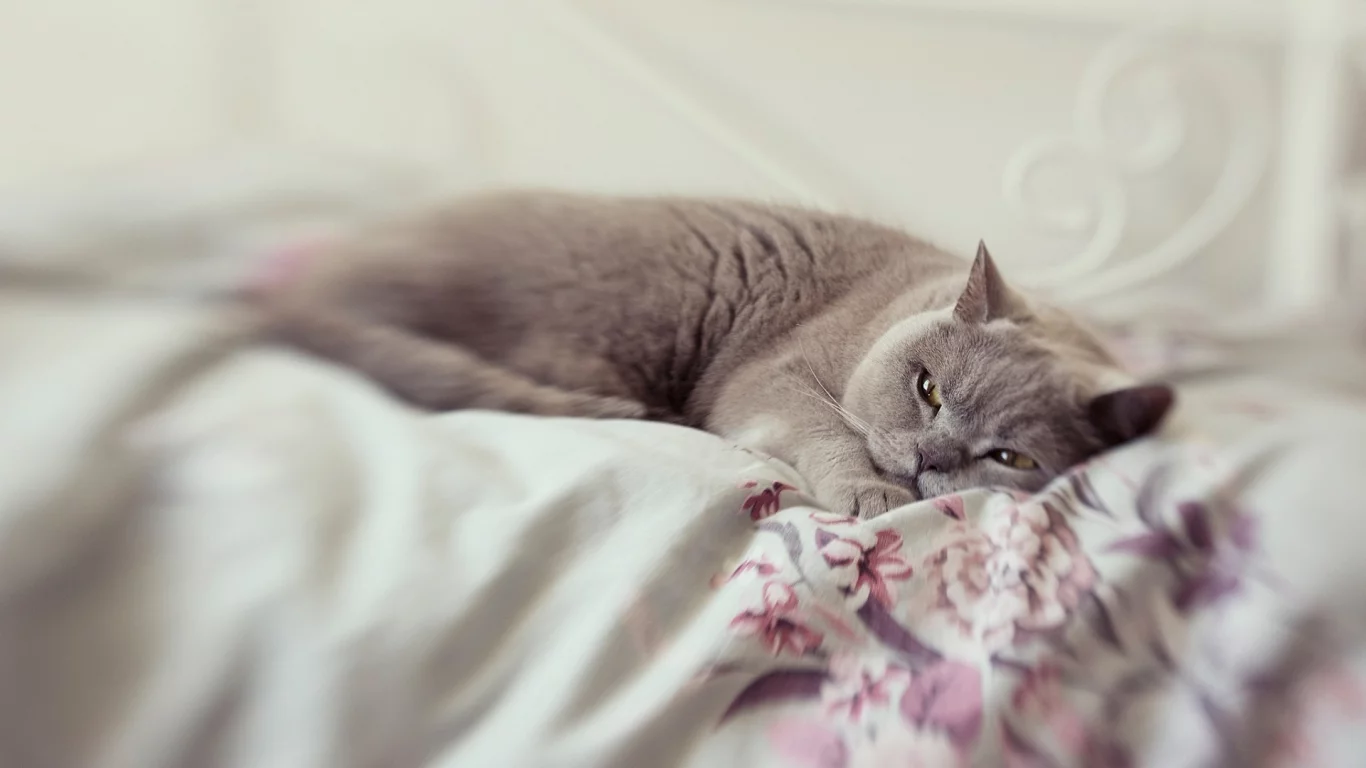 кот, животное, лежит, спит