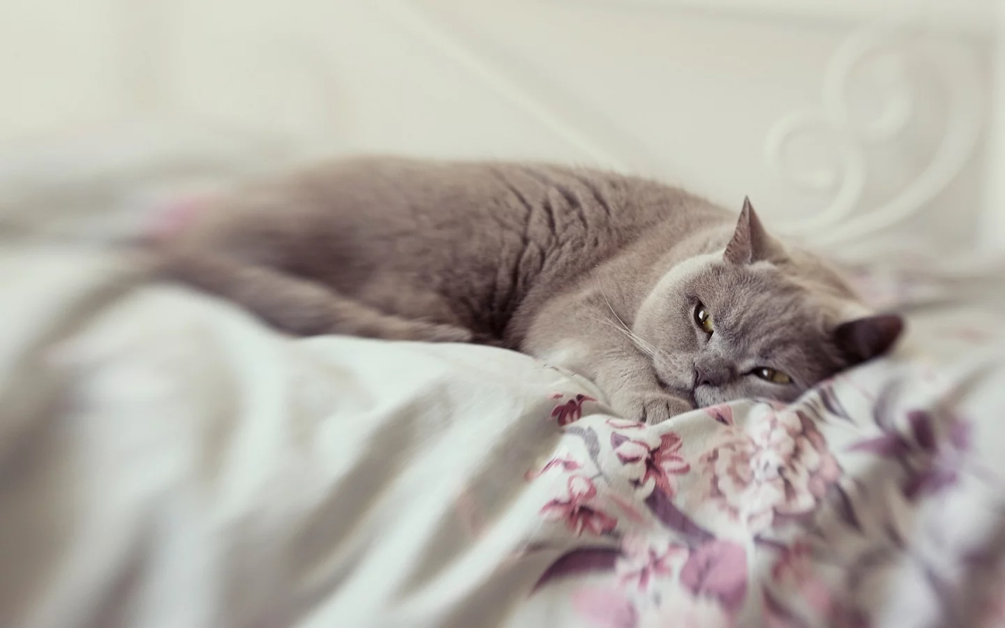 кот, животное, лежит, спит