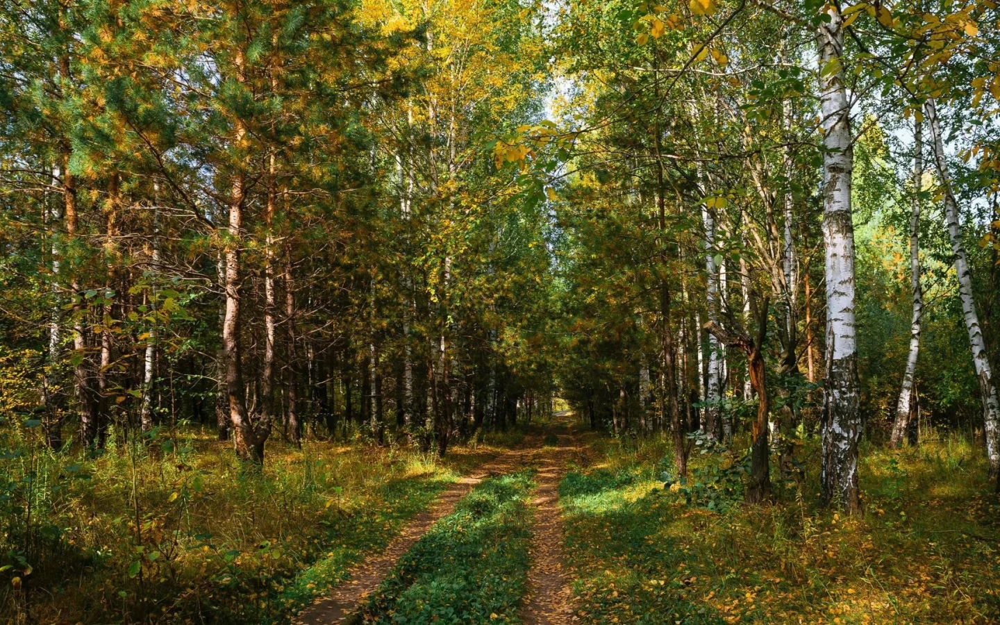 берёзовая роща, дорога