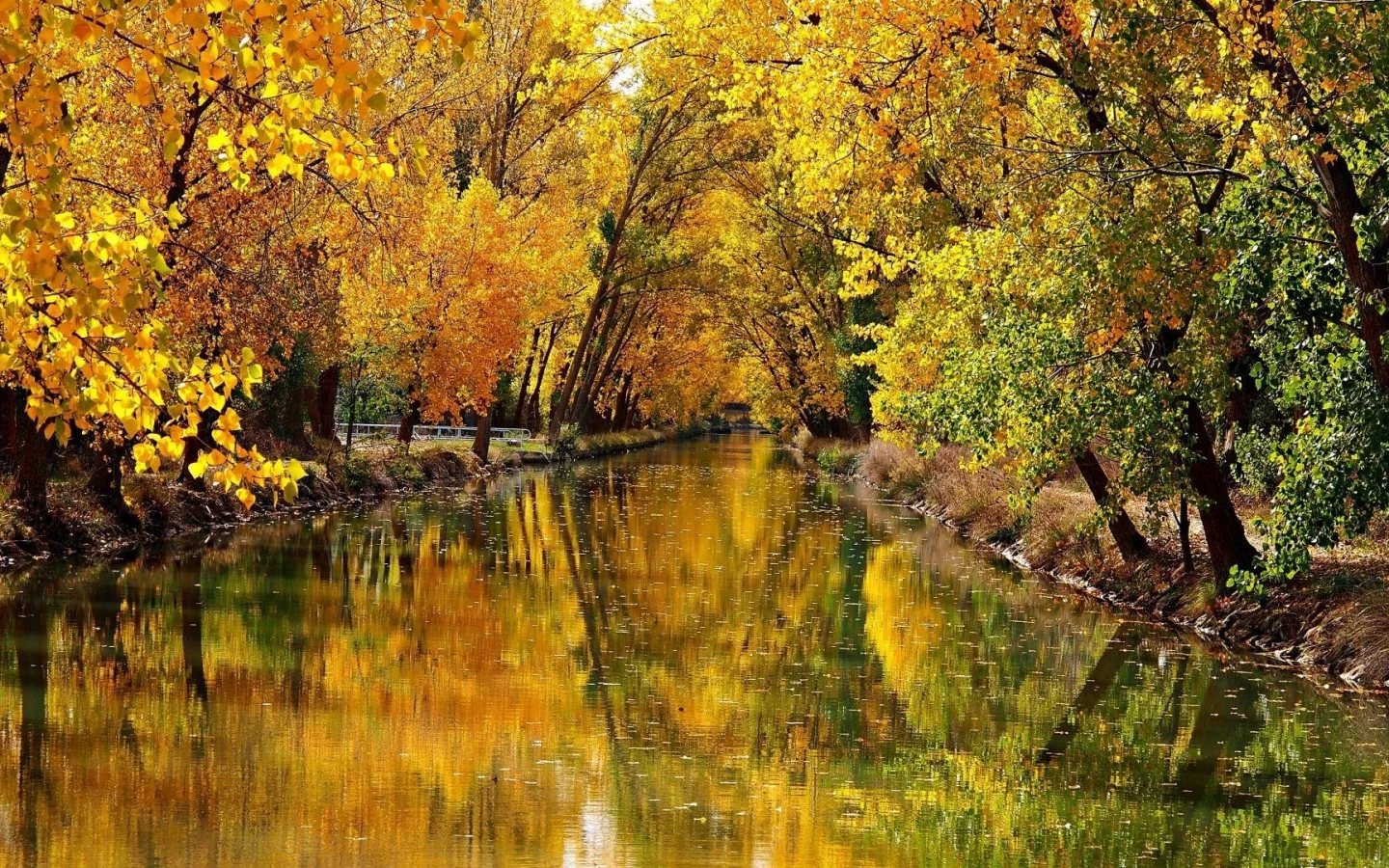 природа, осень, парк, деревья