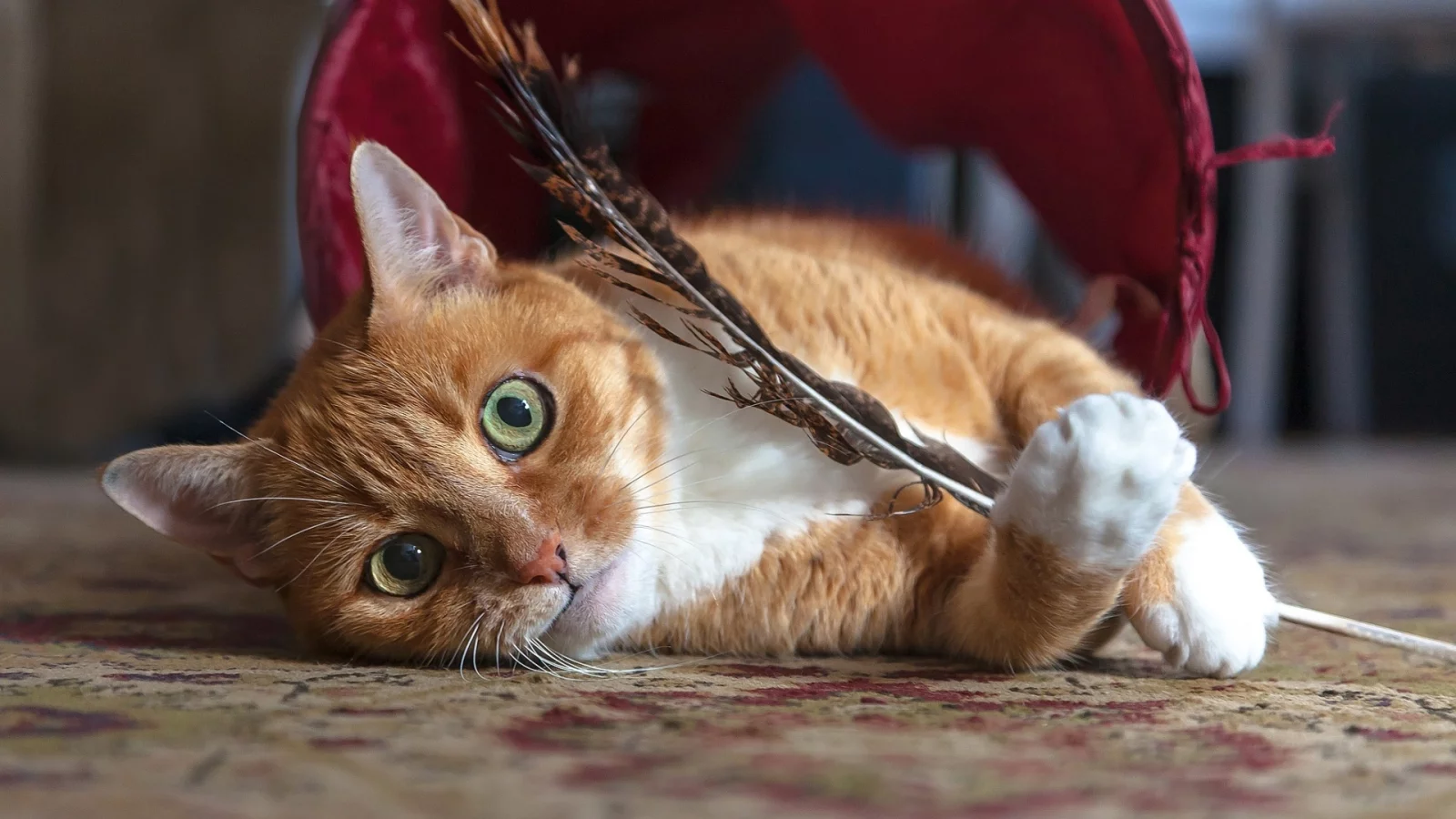 кот, взгляд, лежит, перо в лапах