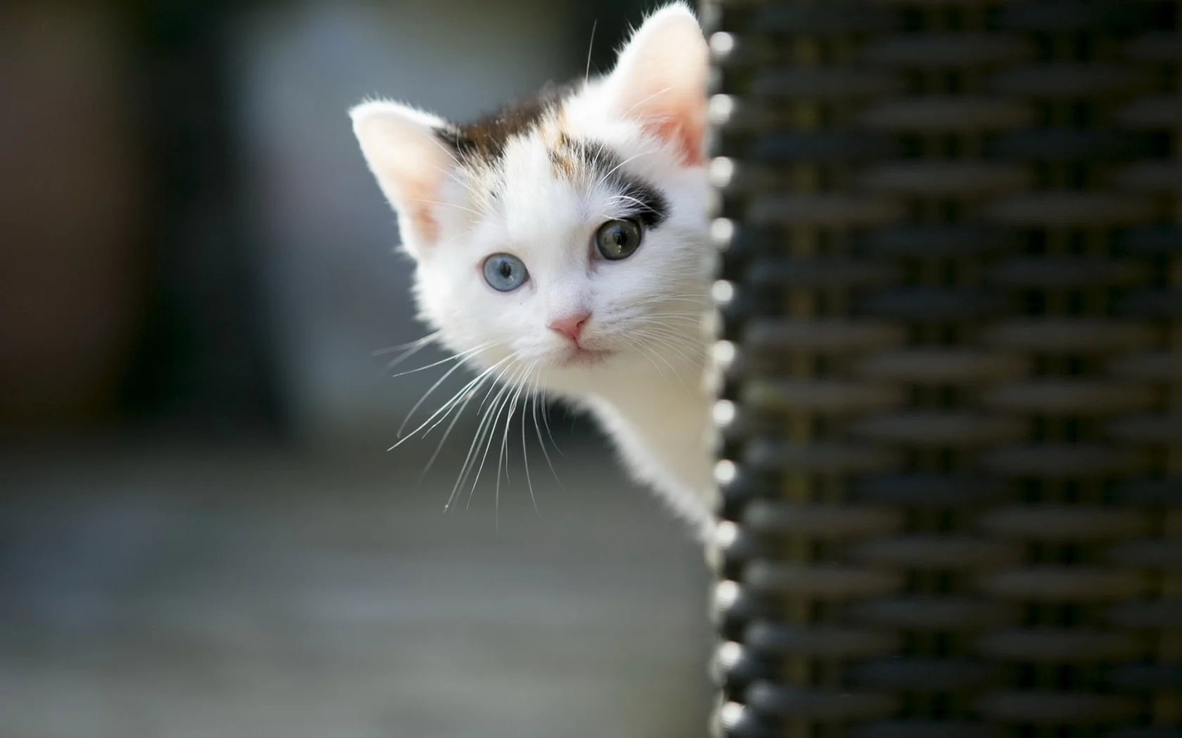котёнок, выглядывает