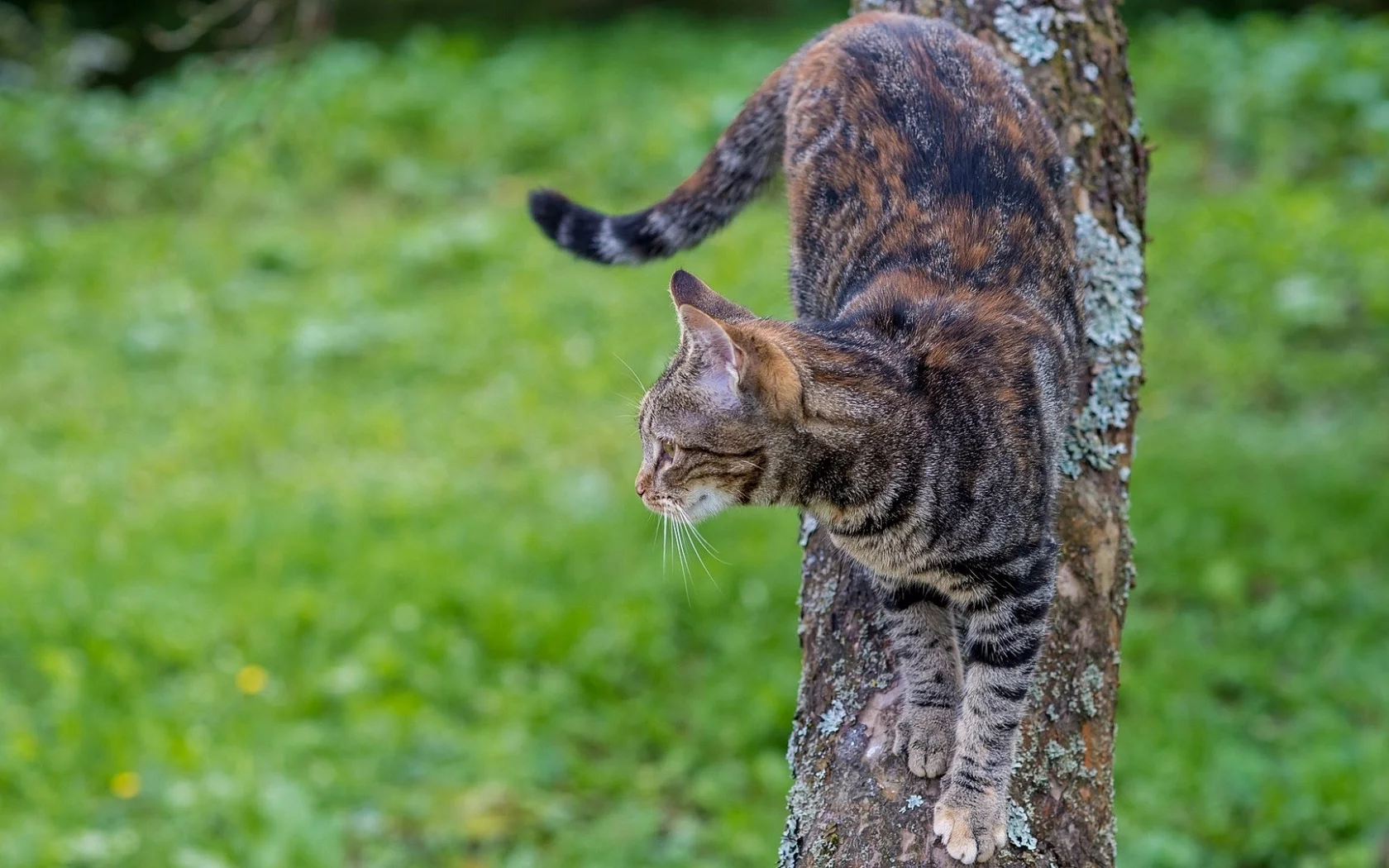 кот, спускается с дерева