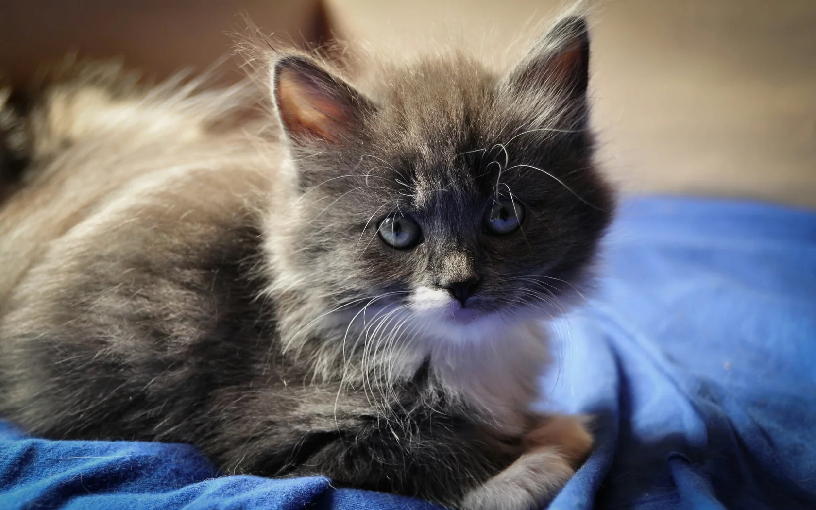 котёнок, маленький