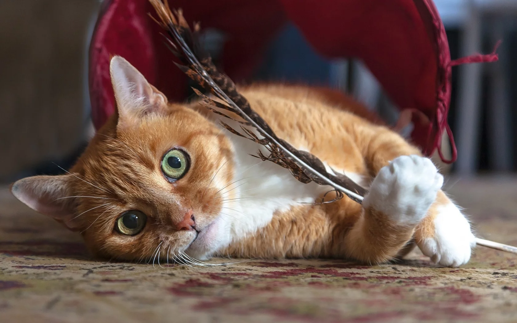 кот, взгляд, лежит, перо в лапах