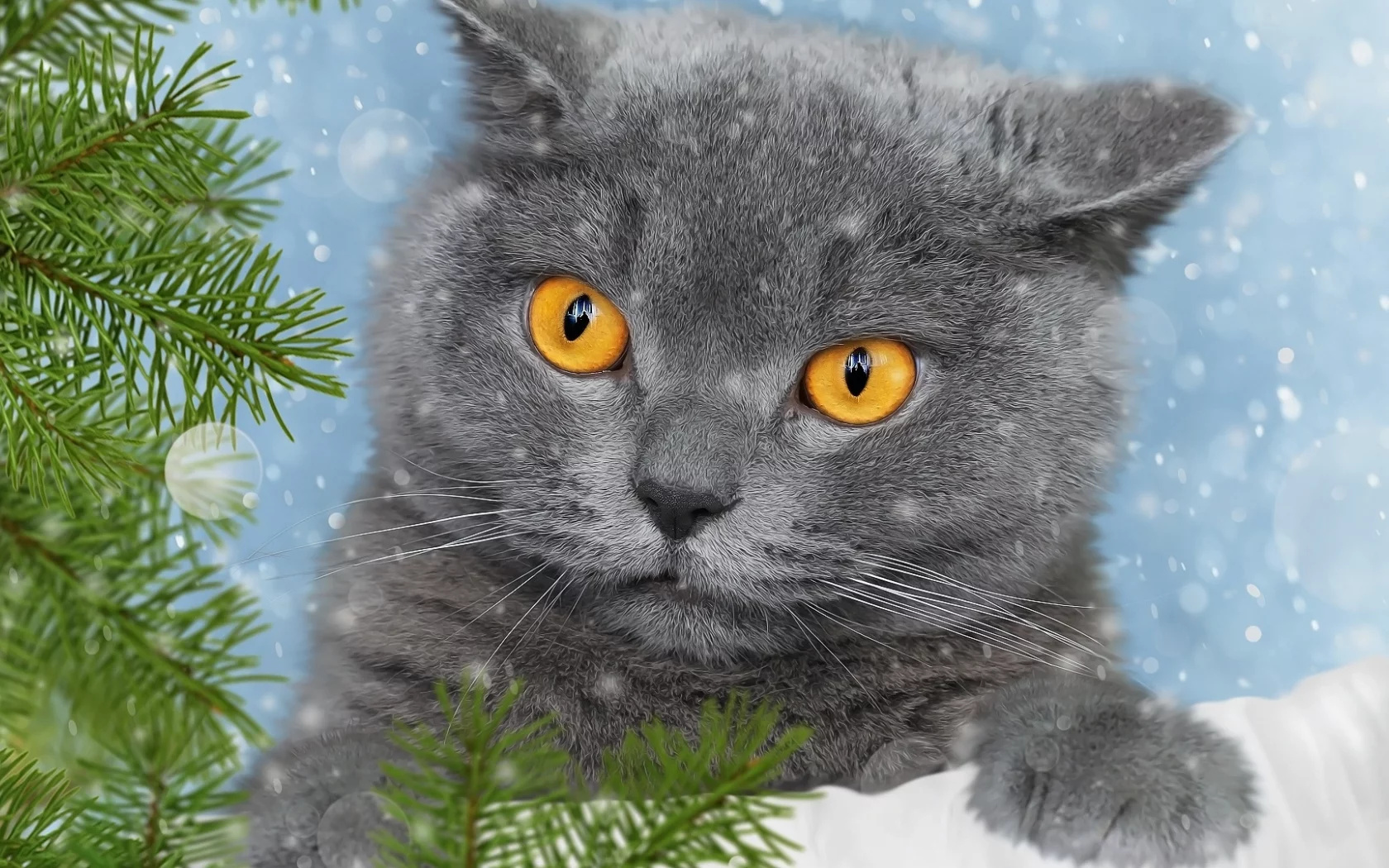 кот, животное, зима, снег