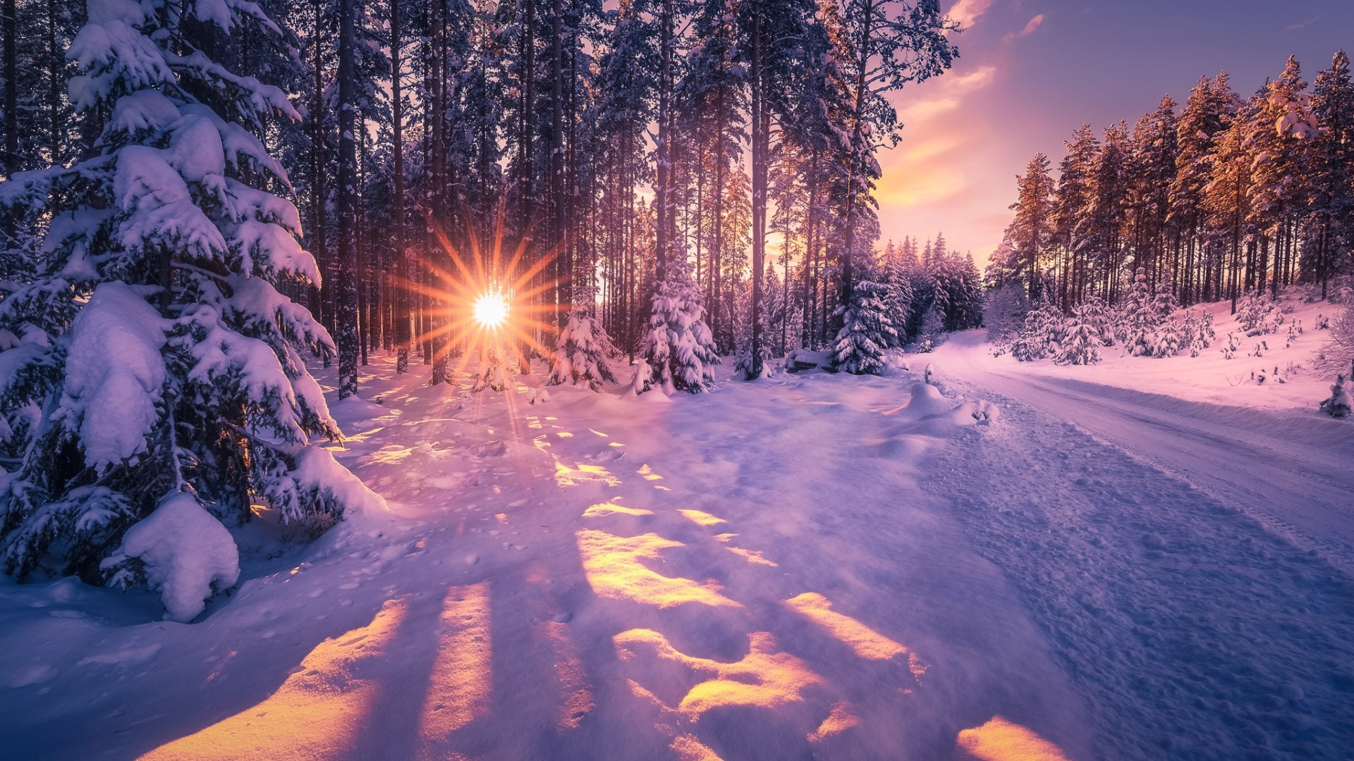 зима фото красивый лес