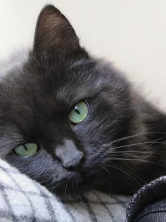 кот чёрный, взгляд, лежит