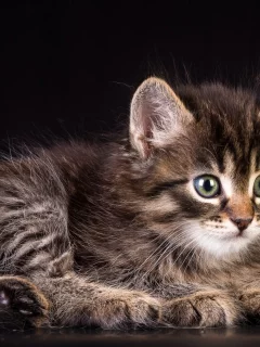 котёнок, маленький, взгляд, лежит