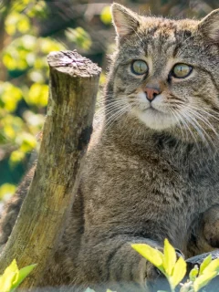 кот, взгляд, животное