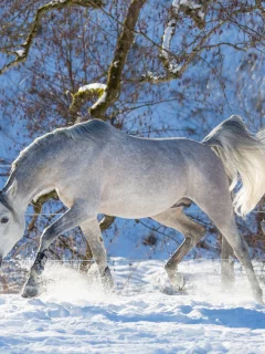 лошадь, животное