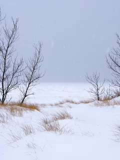 снег, деревья, зима