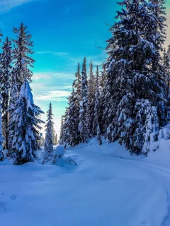 снег, деревья, зима, дорога