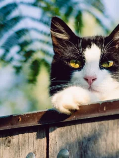 кот, животное, смотрит с забора