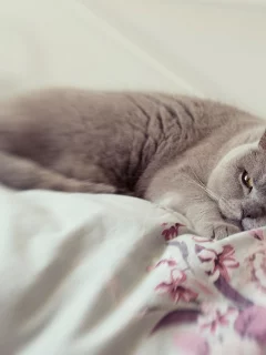 кот, животное, лежит, спит