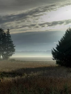 поле, деревья, туман