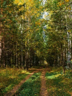 берёзовая роща, дорога