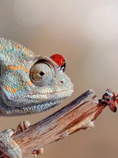 хамелеон, божьи коровки