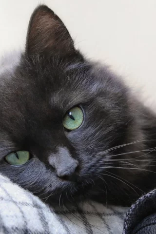 кот чёрный, взгляд, лежит