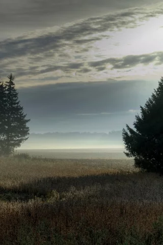 поле, деревья, туман