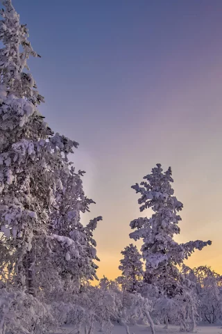 зима, снег, деревья, сугробы