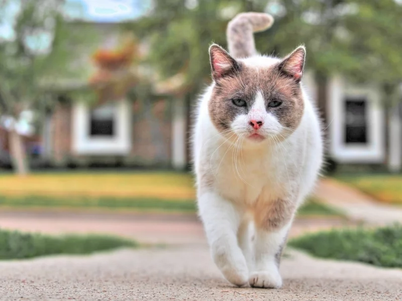 кот, животное, прогулка