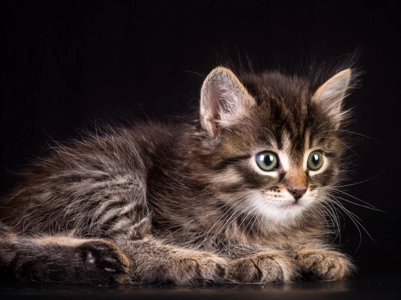 котёнок, маленький, взгляд, лежит