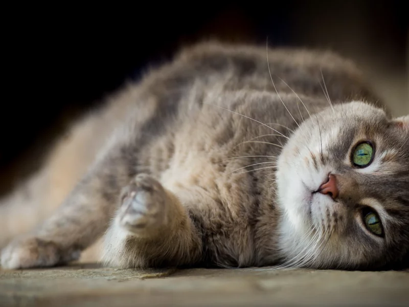 кот, животное, лежит