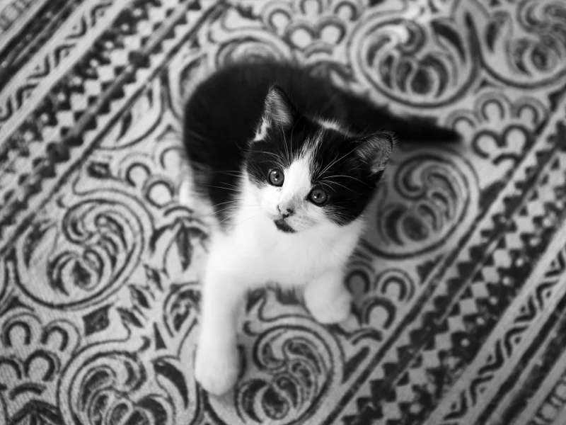 кошка, животное