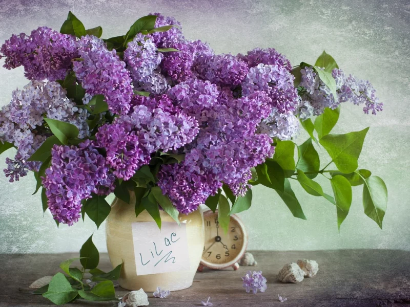 сирень, цветы, в вазе