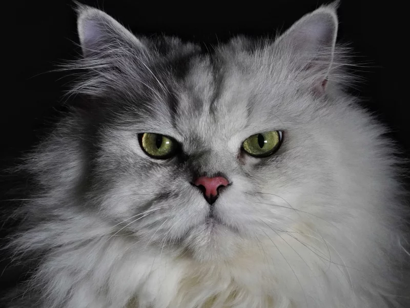 кошка, животное