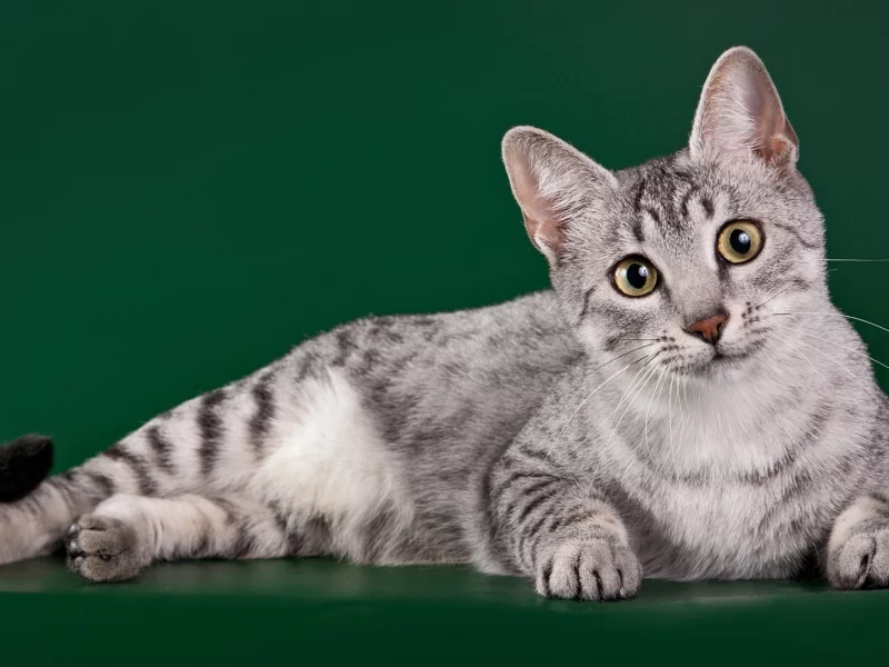 кот, лежит, смотрит