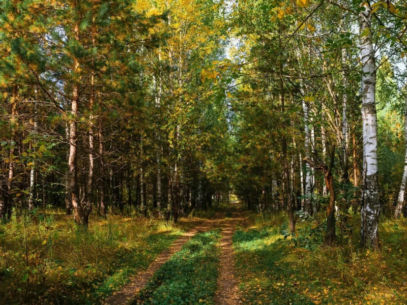 берёзовая роща, дорога