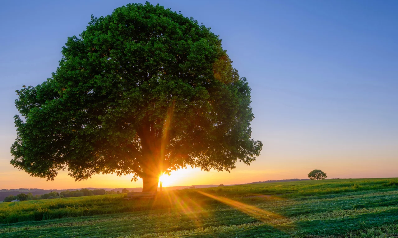 nature, tree, field, sunset, rays