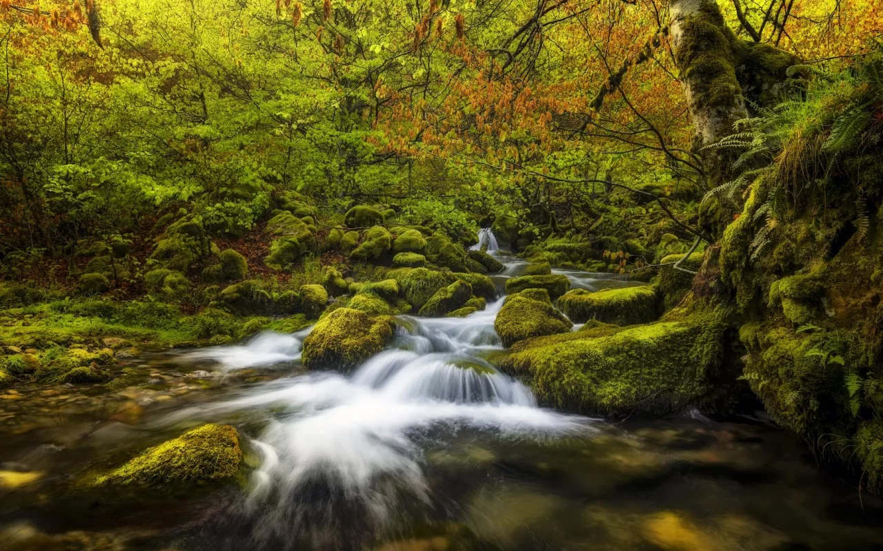 nature, forest, stream, autumn