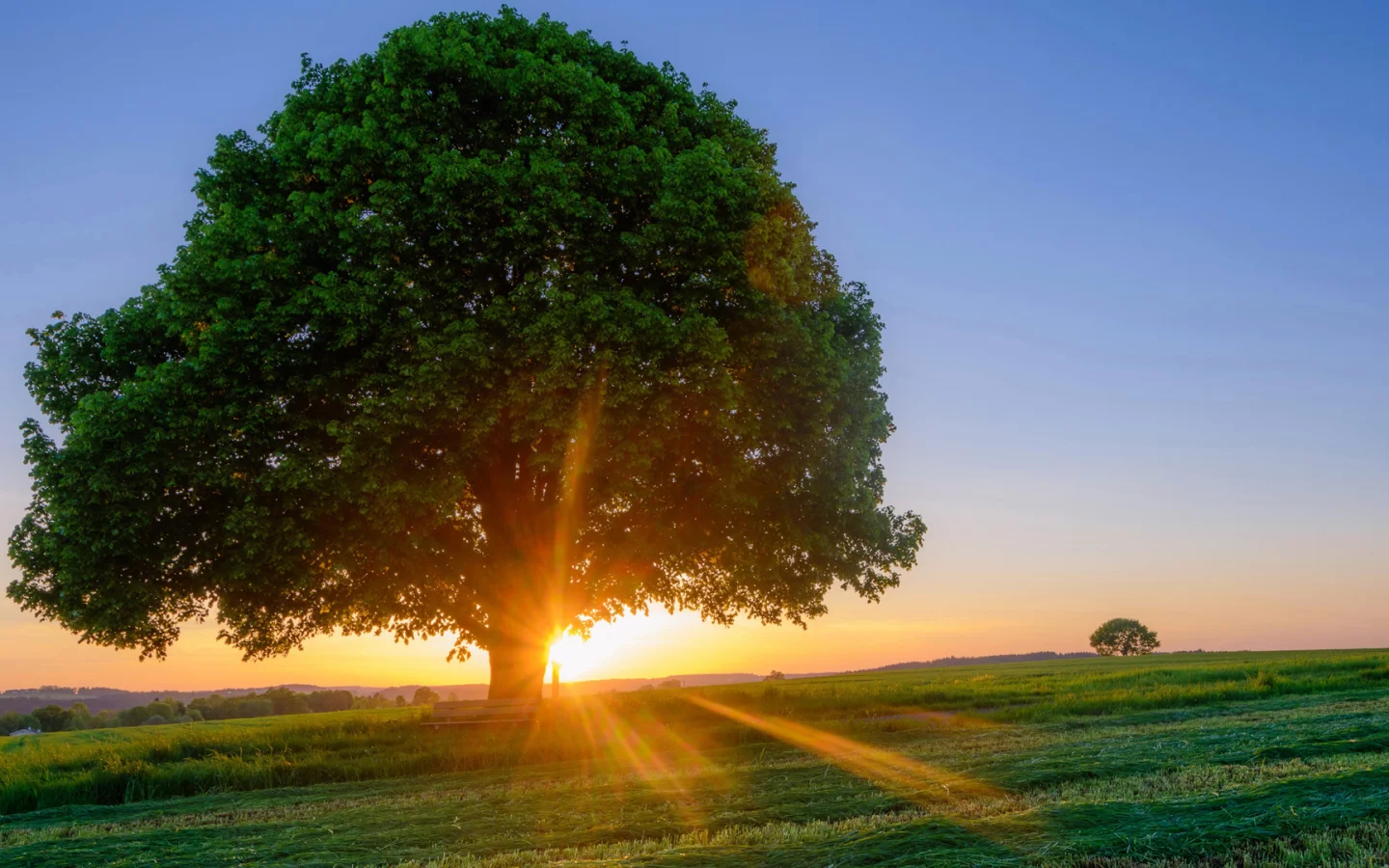 nature, tree, field, sunset, rays