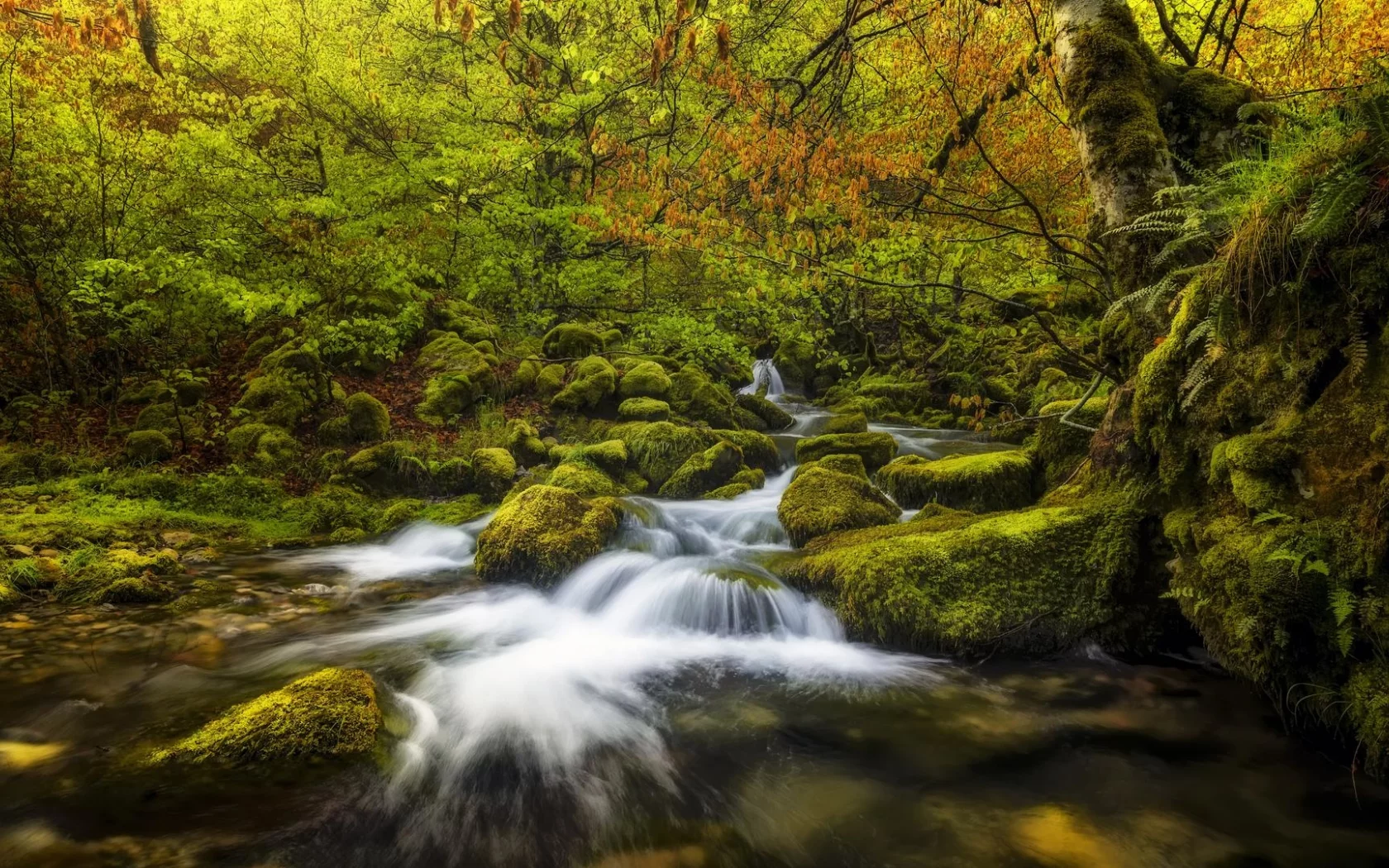 nature, forest, stream, autumn