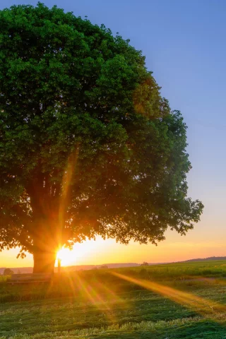 nature, tree, field, sunset, rays