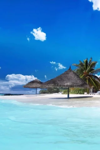 nature, sea, beach, tropics, palm trees