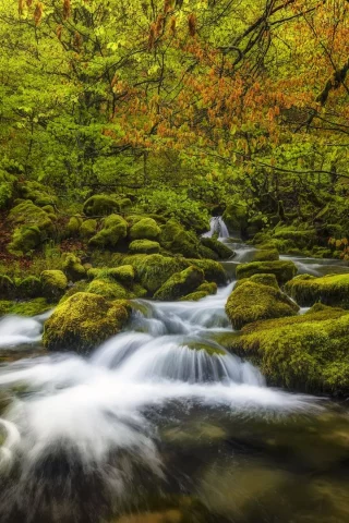 nature, forest, stream, autumn