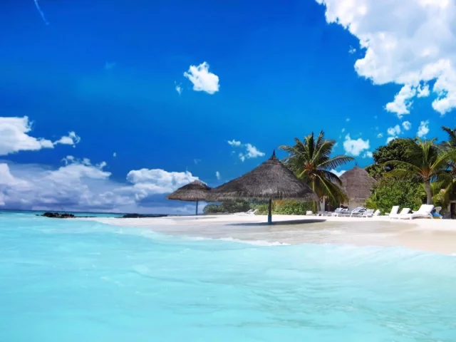 nature, sea, beach, tropics, palm trees