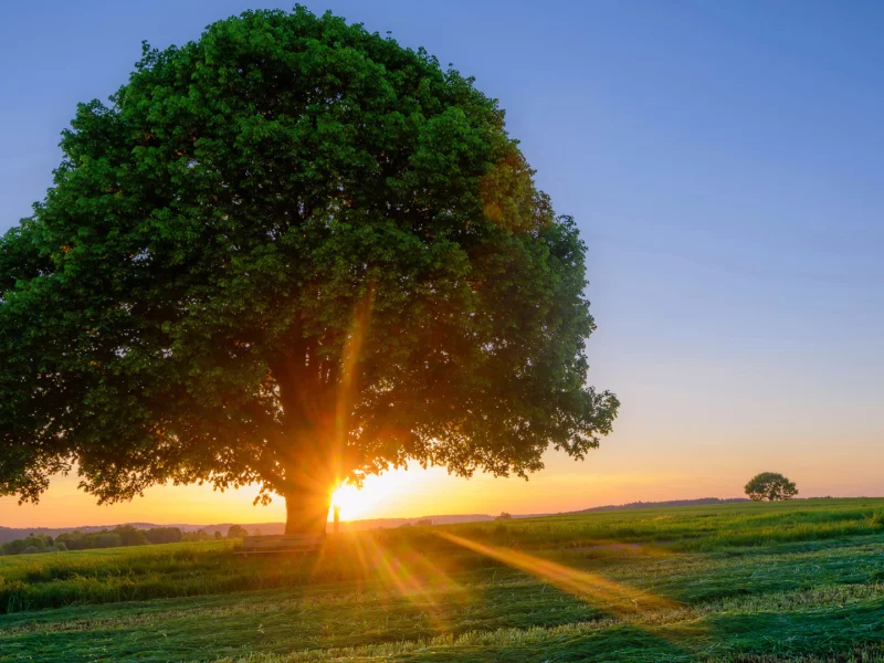 nature, tree, field, sunset, rays