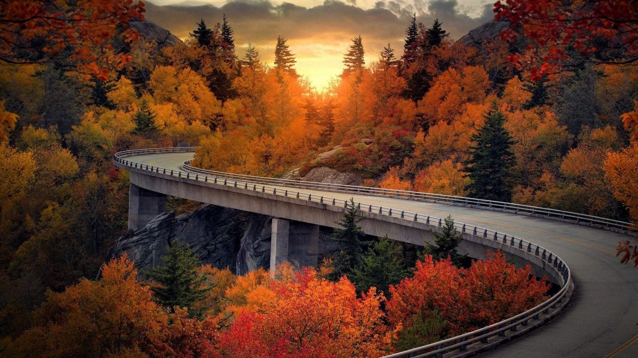 nature, forest, sunset, road, bridge