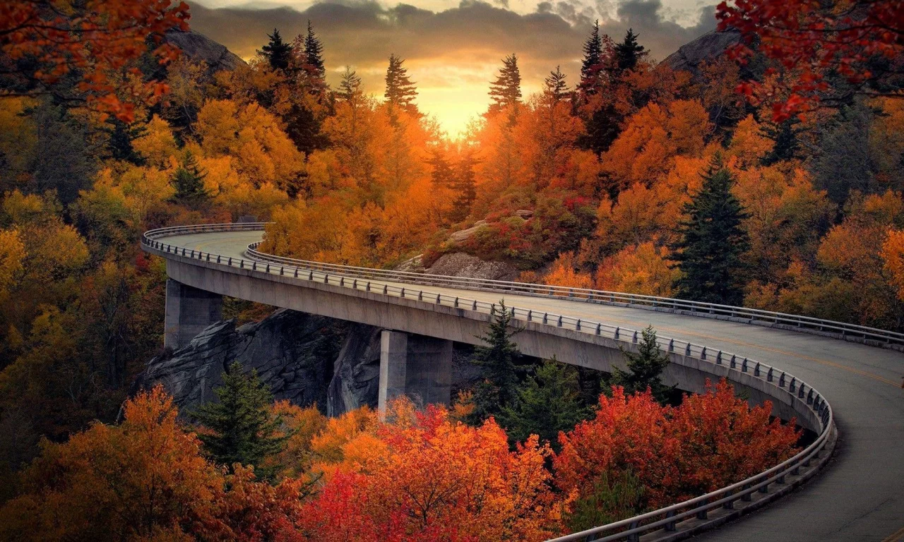 nature, forest, sunset, road, bridge