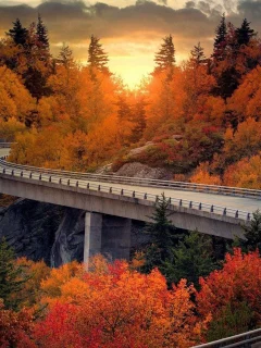 nature, forest, sunset, road, bridge