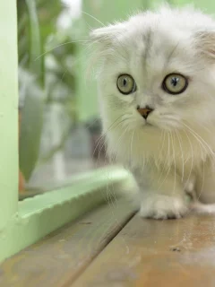 animal, cat, kitten